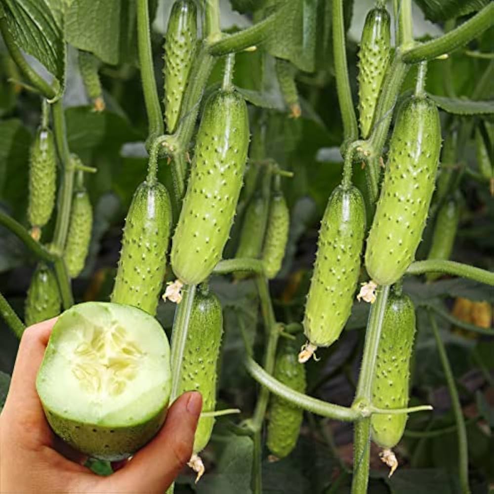 Miniature (White cucumber) for planting in garden